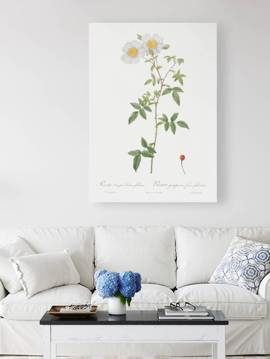 White climbing rose by IStockHistory com