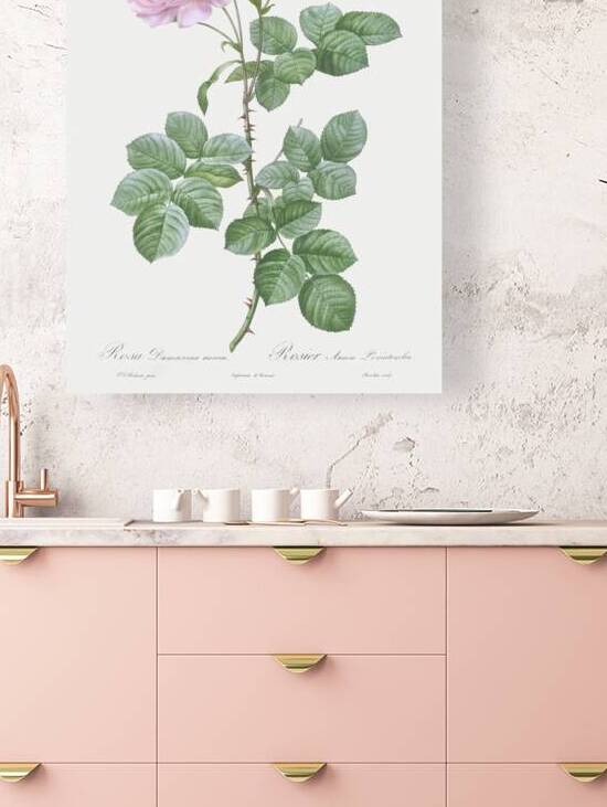 White climbing rose by IStockHistory com