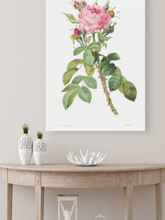 Pink rose in bloom by IStockHistory com