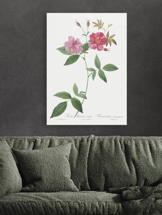 Blooming hudson rose by IStockHistory com