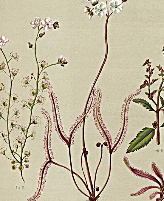 Sarah Featon 003 by IStockHistory com