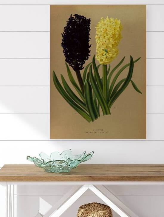 Album van Eeden : Haarlems flora : 1872-1881 by IStockHistory com