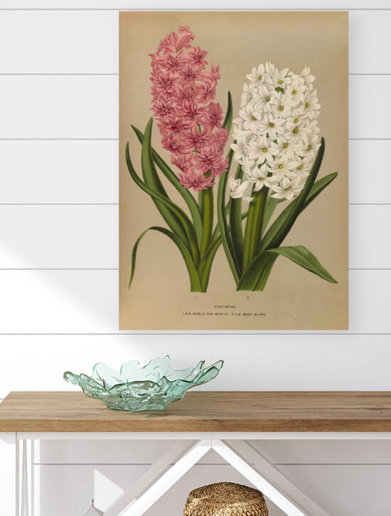 Album van Eeden : Haarlems flora : 1872-1881 by IStockHistory com