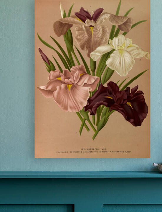 Album van Eeden : Haarlems flora : 1872-1881 by IStockHistory com