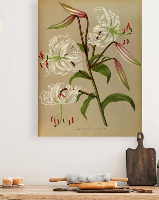 Album van Eeden : Haarlems flora : 1872-1881 by IStockHistory com