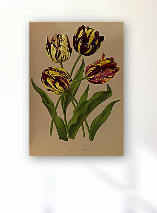 Album van Eeden : Haarlems flora : 1872-1881 by IStockHistory com