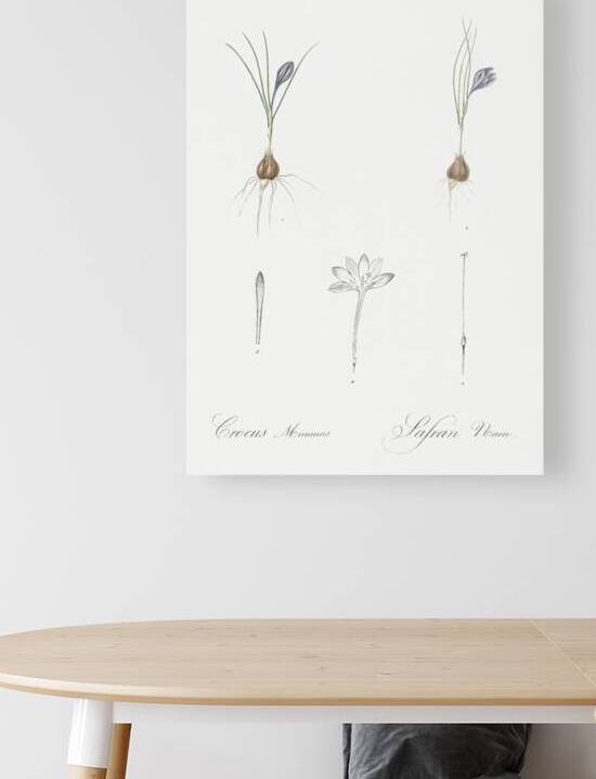 Crocus illustration  by IStockHistory com