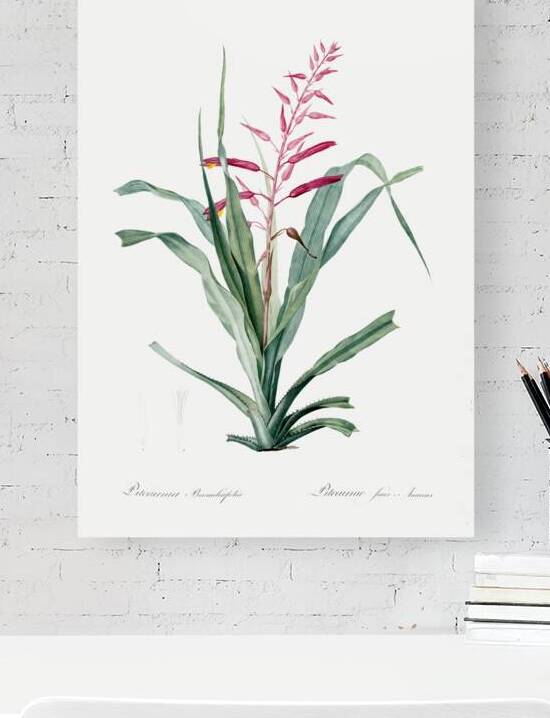 Pitcairnia bromeliaefolia illustration  by IStockHistory com