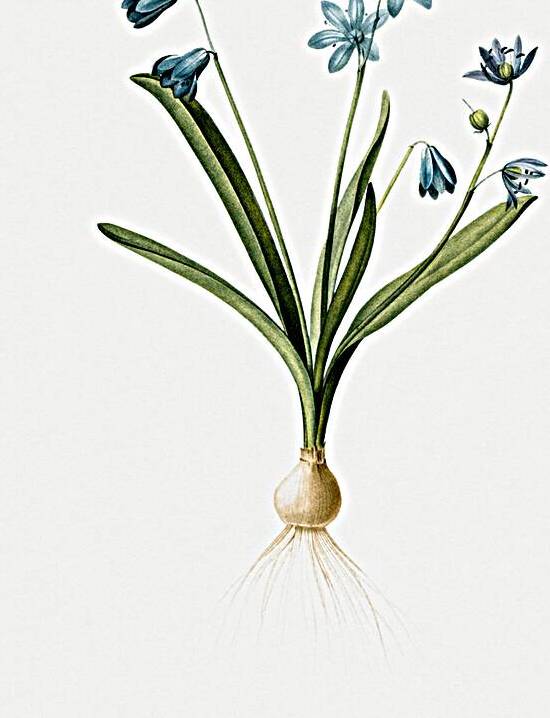 Scilla amoena illustration  by IStockHistory com