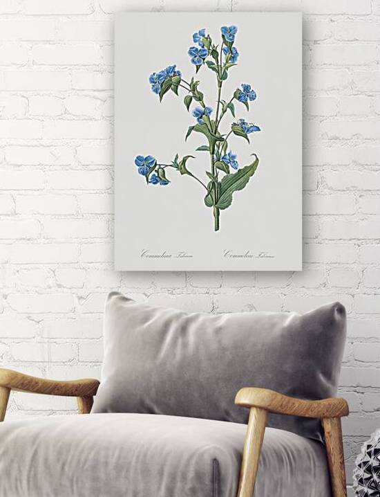 Commelina tuberosa illustration  by IStockHistory com