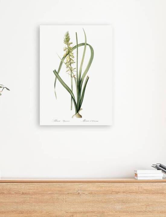 Koyosa illustration  by IStockHistory com