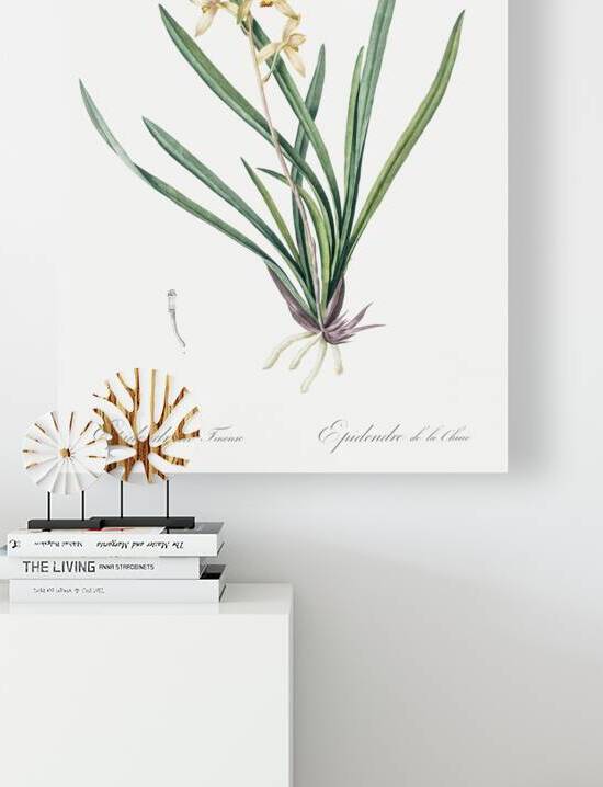 Epidendrum sinense illustration  by IStockHistory com