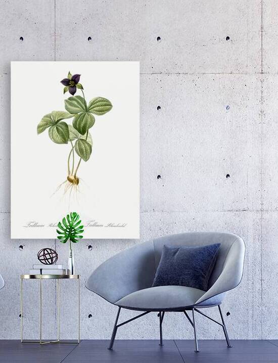 Trillium rhomboideum illustration  by IStockHistory com