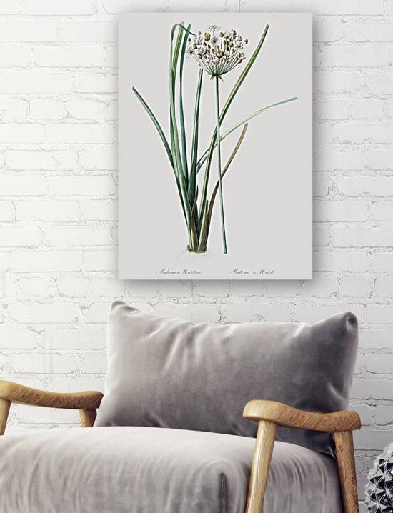 Flowering rush Butomus umbrellatus illustration  by IStockHistory com