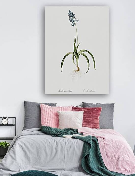 Common Bluebell illustration  by IStockHistory com