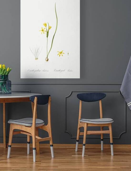 Wonder flower illustration  by IStockHistory com