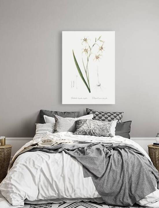 Gladiolus cuspidatus illustration  by IStockHistory com