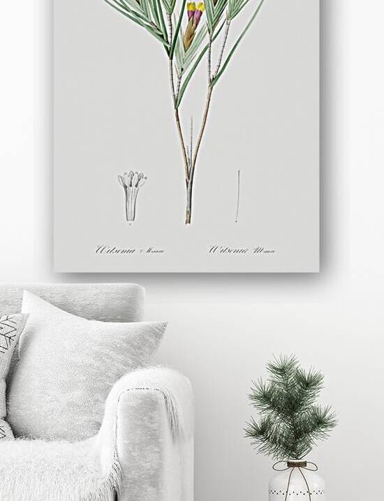 Witsenia maura illustration  by IStockHistory com