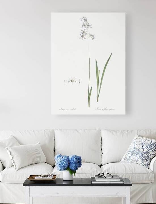 Corn lily illustration  by IStockHistory com