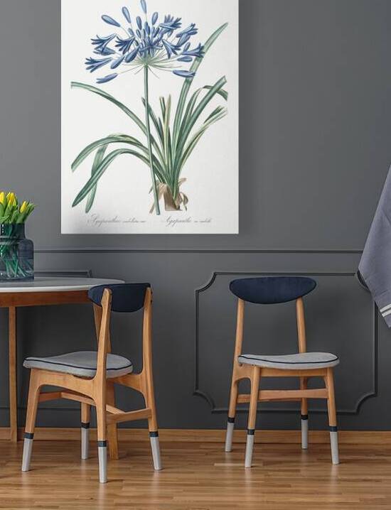 African lily illustration  by IStockHistory com