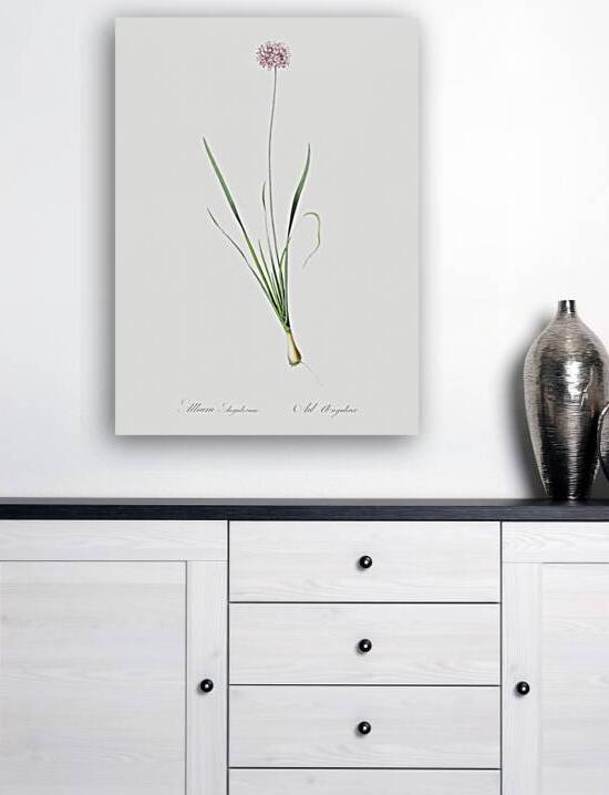 Mouse garlic illustration  by IStockHistory com