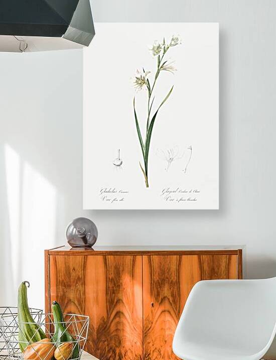 Painted lady illustration  by IStockHistory com