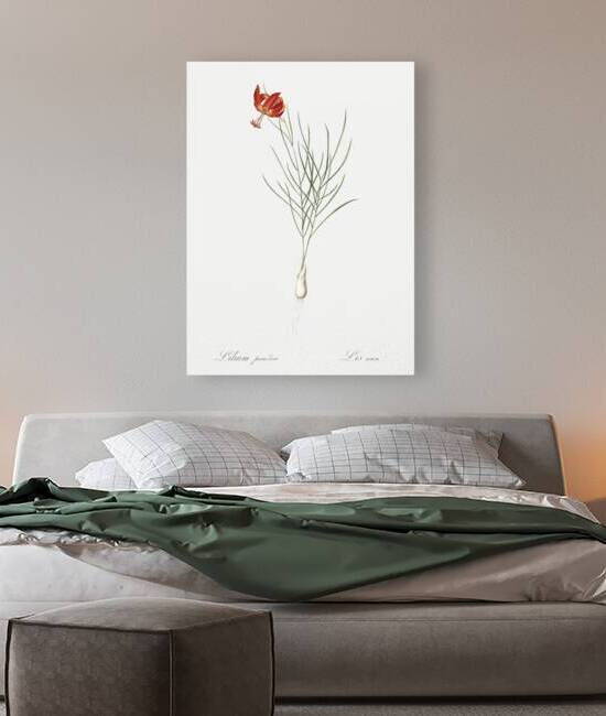 Coral lily illustration  by IStockHistory com