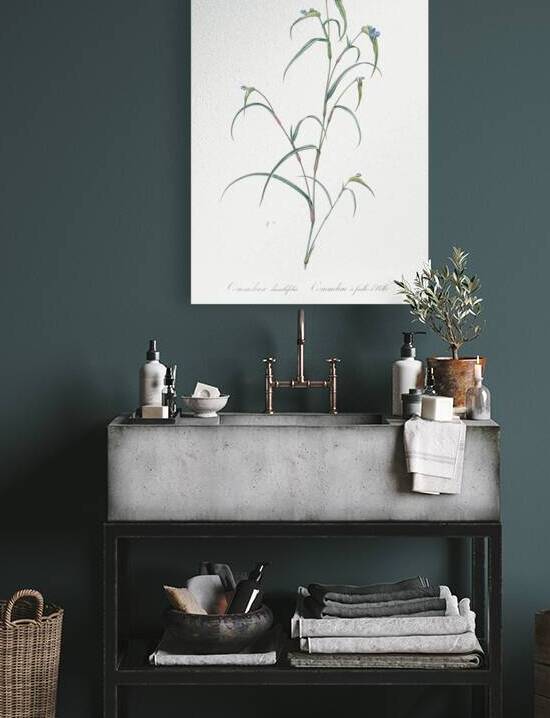 Birdbill dayflower illustration  by IStockHistory com