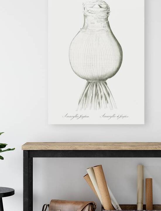 Daffodils illustration  by IStockHistory com