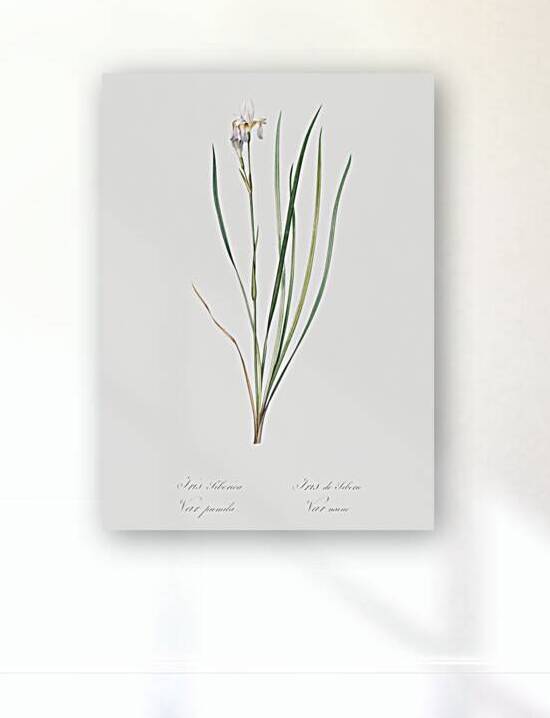 Siberian iris illustration  by IStockHistory com