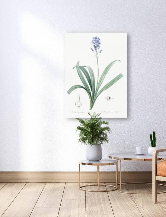 Siberian iris illustration  by IStockHistory com