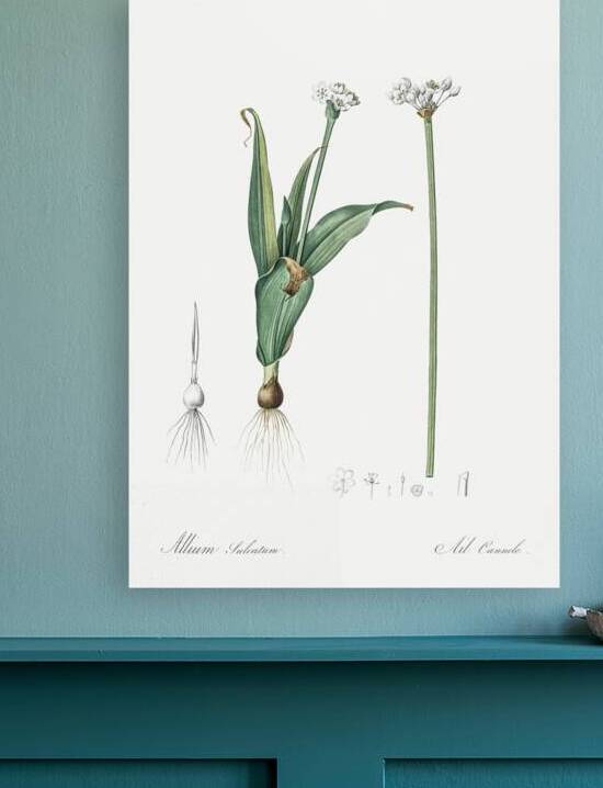 Ornamental onion illustration  by IStockHistory com