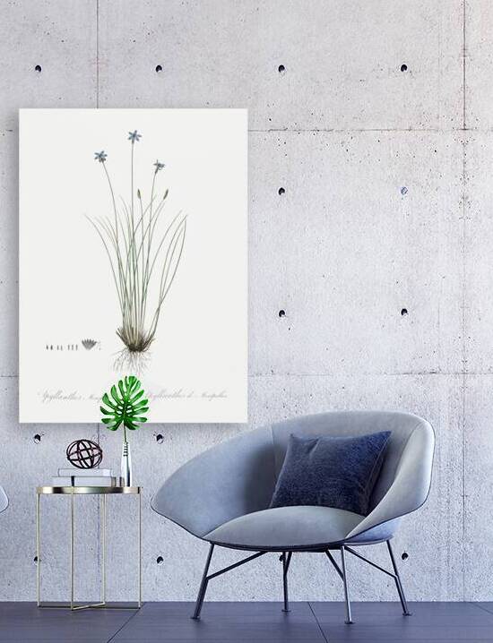 Ornamental onion illustration  by IStockHistory com