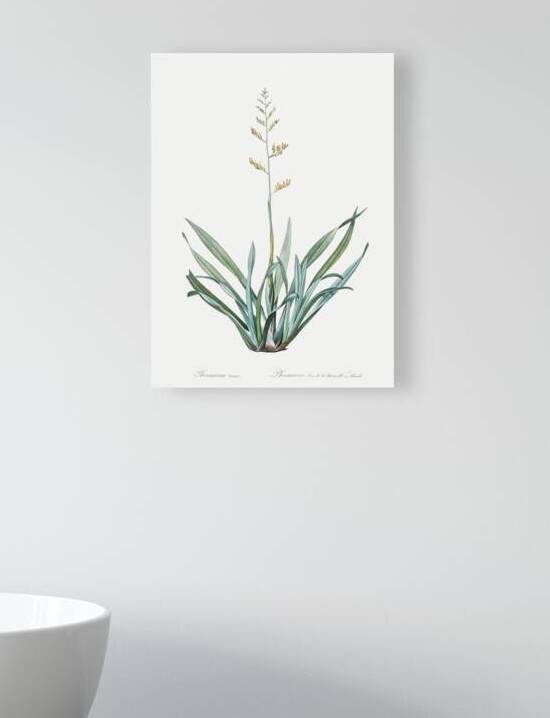 Ornamental onion illustration  by IStockHistory com