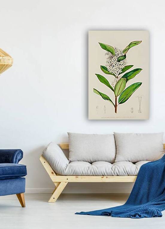 Acokanthera Spectabilis by IStockHistory com