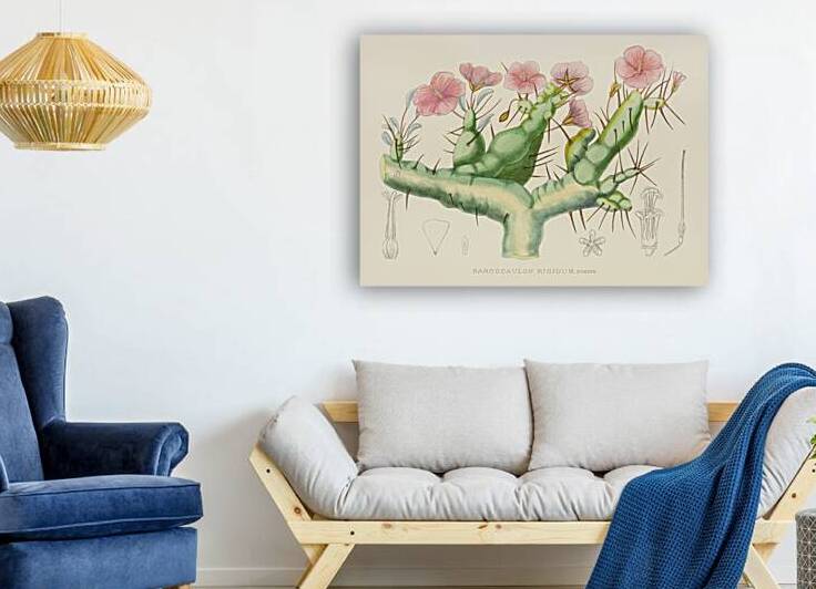 Sarcocaulon Rigidum by IStockHistory com