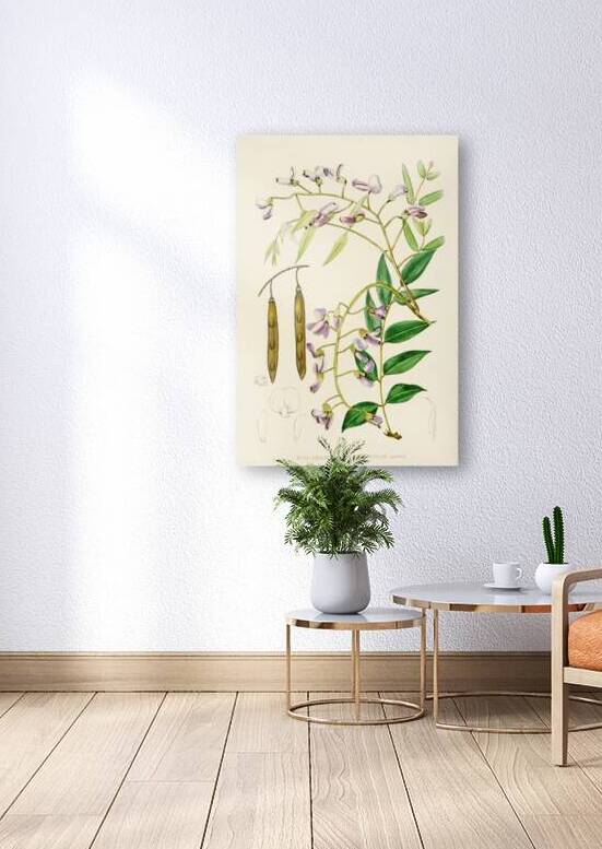 Bolusanthus Speciosus by IStockHistory com