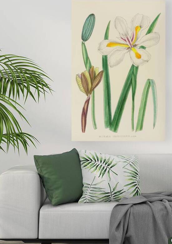 Moraea Iridioides by IStockHistory com