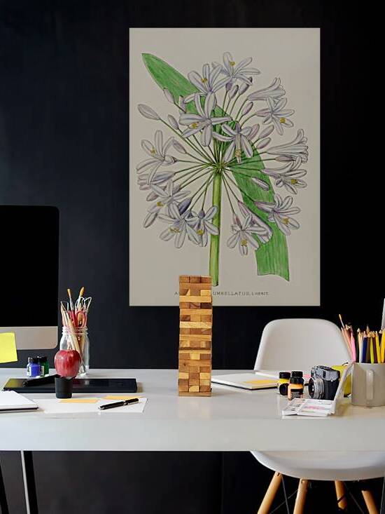 Agapanthus Umbellatus by IStockHistory com