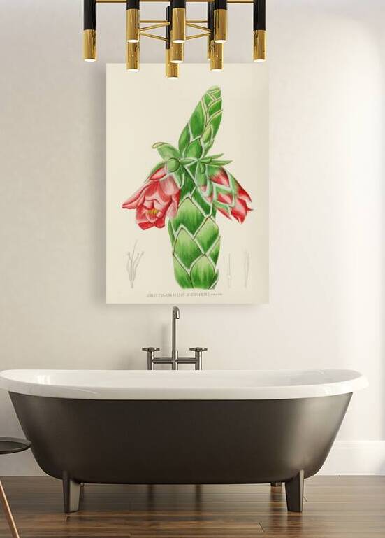 Orothamnus Zeyheri by IStockHistory com