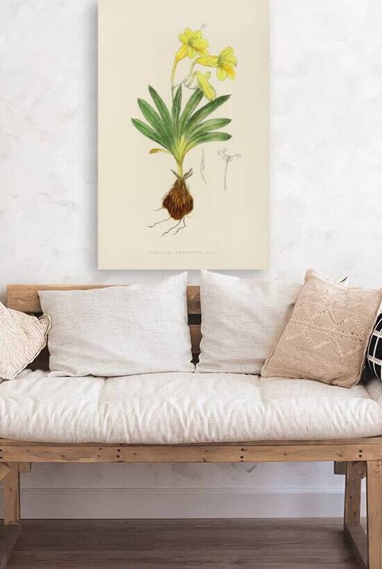 Freesia Refracta by IStockHistory com