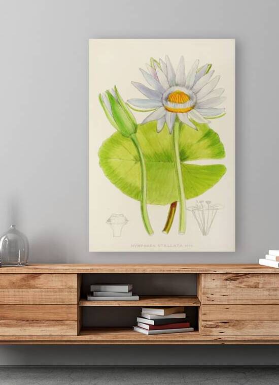 Nymphaea Stellata by IStockHistory com