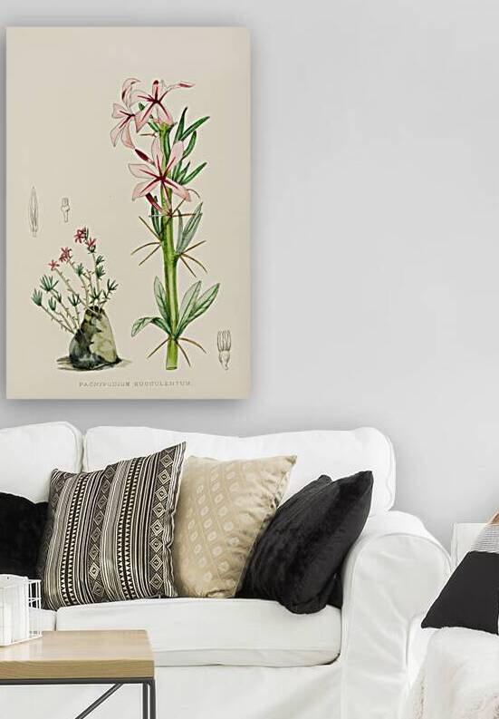 Pachypodium Succulentum by IStockHistory com