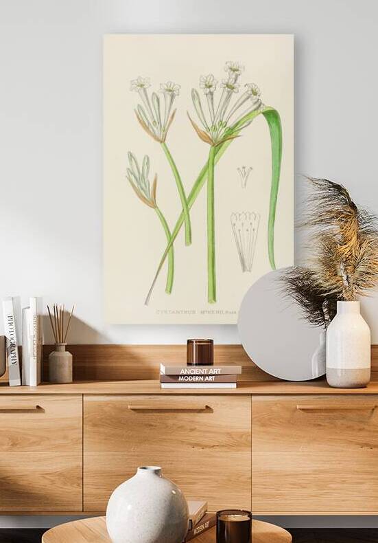 Cyrtanthus Mckenii by IStockHistory com