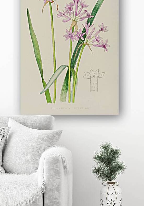 Tulbaghia Violacea by IStockHistory com