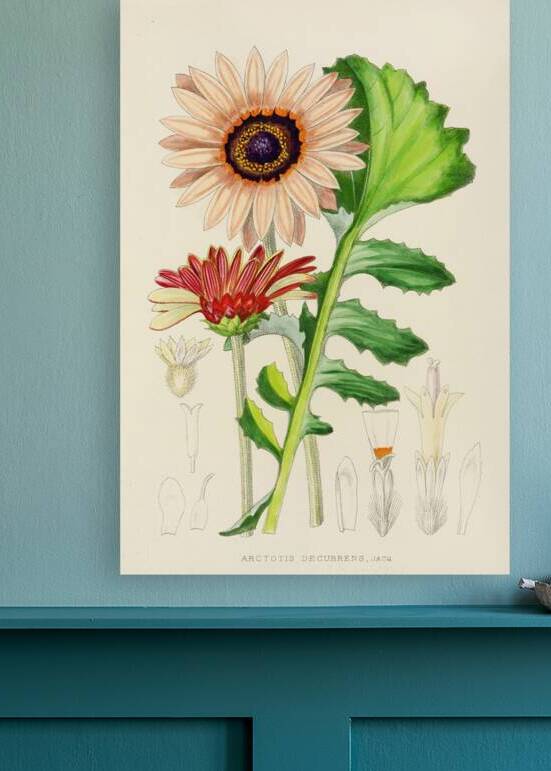 Arctotis Decurrens by IStockHistory com