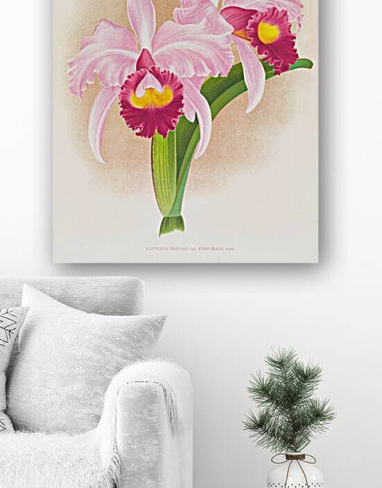 Cattleya Trianae var purpurata by IStockHistory com