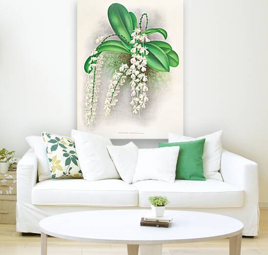 Angraecum citratum by IStockHistory com