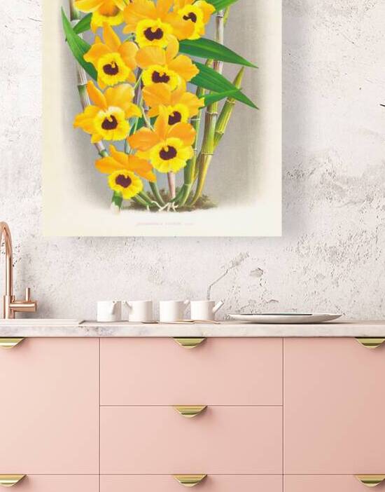 Dendrobium paxtoni by IStockHistory com