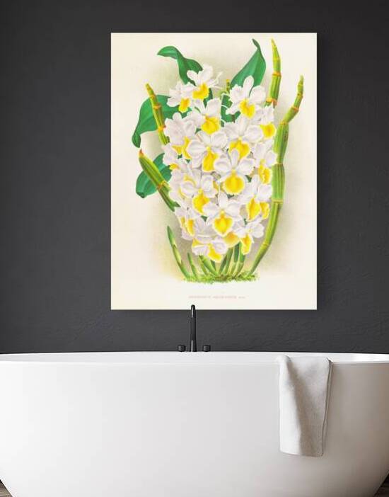 Dendrobium galliceanum by IStockHistory com